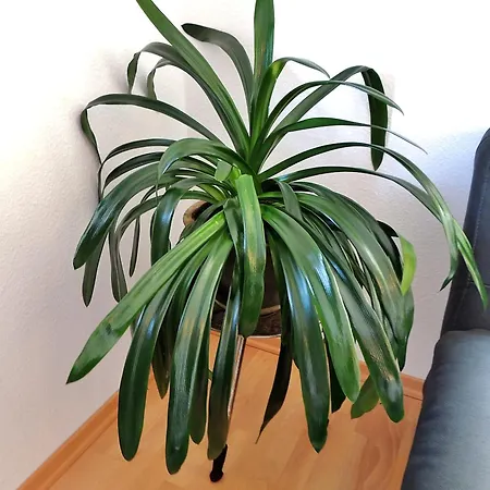 Apartament Panoramablick