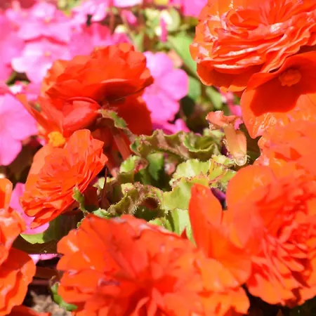 Apartament Panoramablick