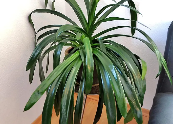 Apartamento Panoramablick