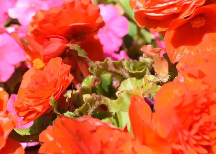 Apartamento Panoramablick